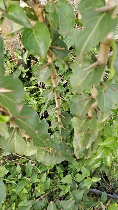 Canthium coromandelicum, photographed by Suhel Quader