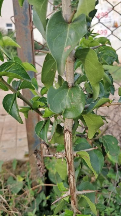 Canthium coromandelicum, photographed by Suhel Quader