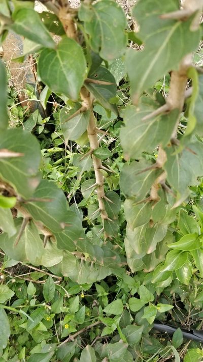 Canthium coromandelicum, photographed by Suhel Quader