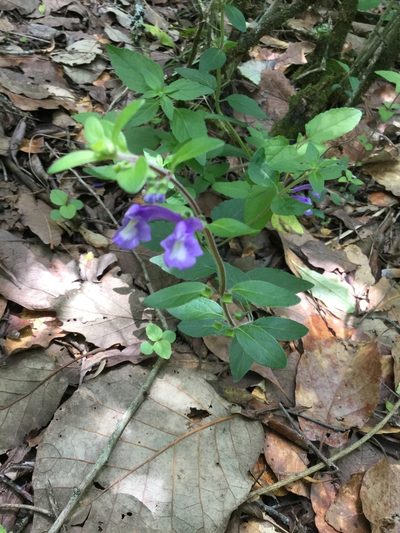 Scutellaria dumetorum, photographed by Erick Vélez Sánchez