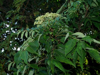 Tetradium glabrifolium, photographed by Jacy Chen