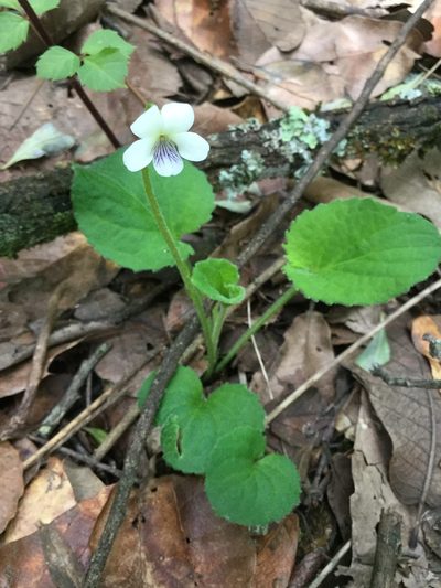 Viola grahamii, photographed by Erick Vélez Sánchez