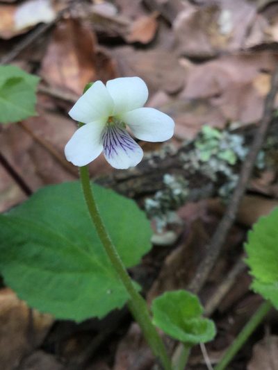 Viola grahamii, photographed by Erick Vélez Sánchez