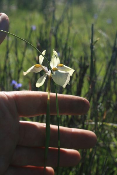 Moraea angusta, photographed by Jacques van der Merwe
