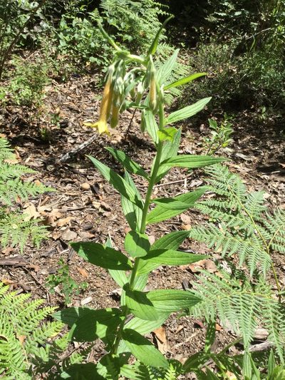 Lithospermum flavum, photographed by Erick Vélez Sánchez