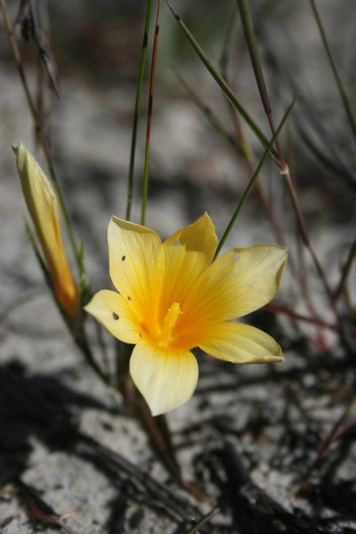 Romulea schlechteri, photographed by Jacques van der Merwe