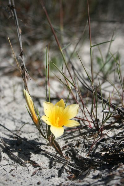 Romulea schlechteri, photographed by Jacques van der Merwe