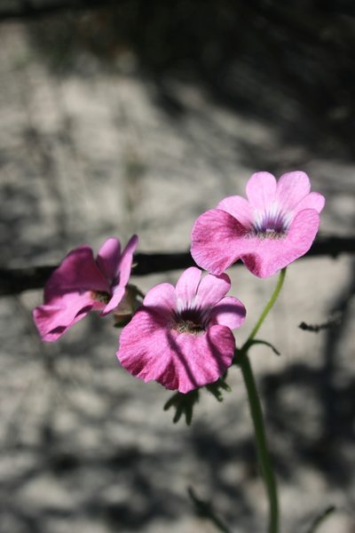 Nemesia strumosa, photographed by Jacques van der Merwe