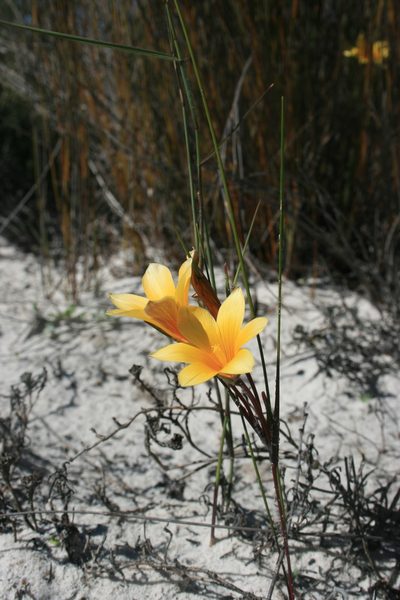 Romulea schlechteri, photographed by Jacques van der Merwe