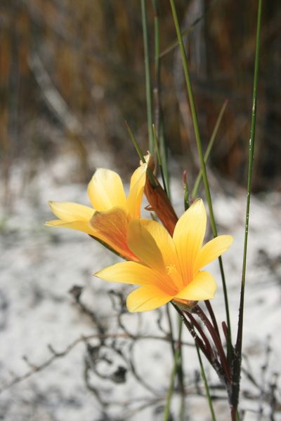 Romulea schlechteri, photographed by Jacques van der Merwe