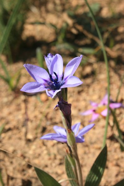 Babiana melanops, photographed by Jacques van der Merwe