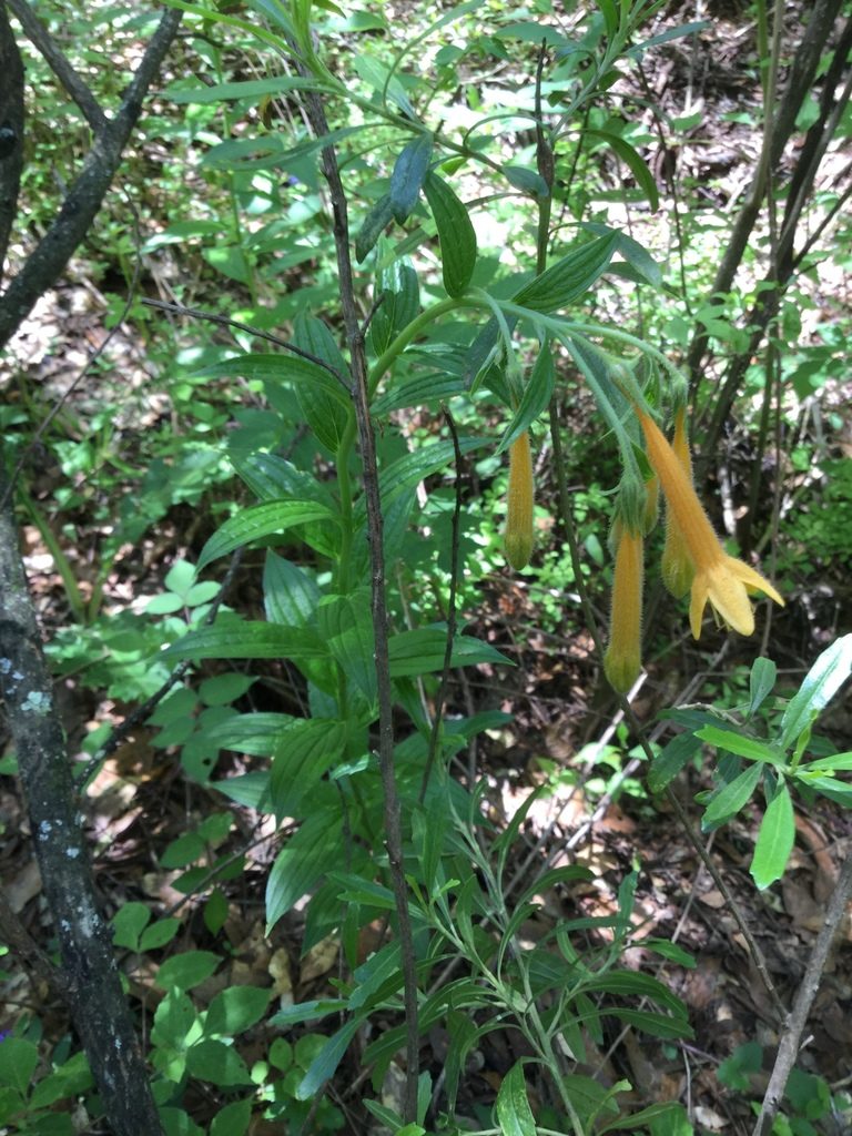 Lithospermum flavum, photographed by Erick Vélez Sánchez