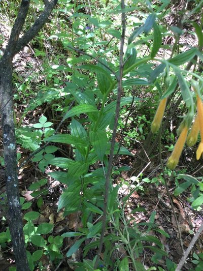 Lithospermum flavum, photographed by Erick Vélez Sánchez