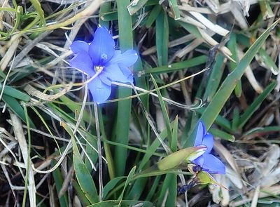 Aristea pusilla, photographed by Di Turner
