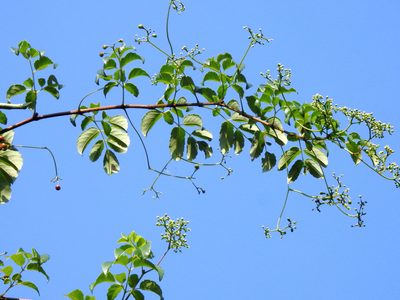 Nekemias cantoniensis, photographed by Jacy Chen