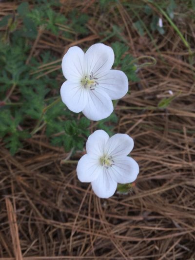 Geranium bellum, photographed by Erick Vélez Sánchez