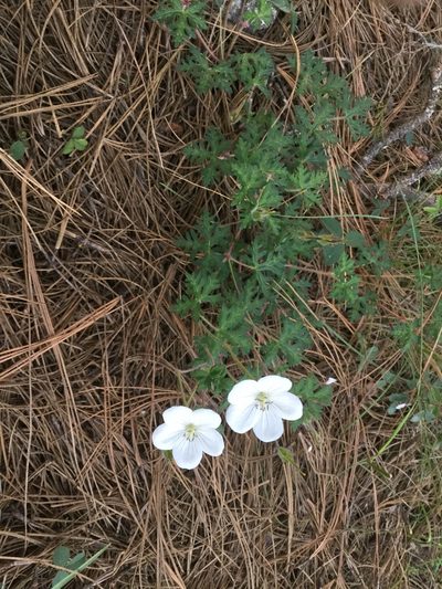 Geranium bellum, photographed by Erick Vélez Sánchez