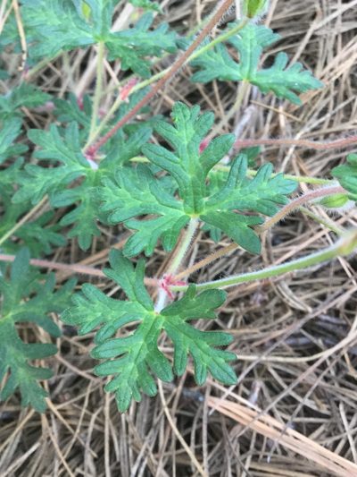 Geranium bellum, photographed by Erick Vélez Sánchez