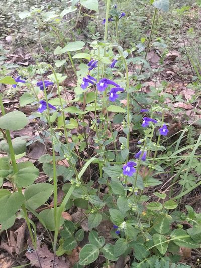 Scutellaria dumetorum, photographed by Erick Vélez Sánchez