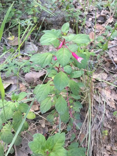 Fuchsia encliandra, photographed by Erick Vélez Sánchez