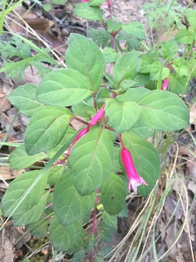 Fuchsia encliandra, photographed by Erick Vélez Sánchez