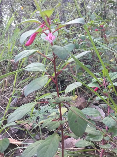 Fuchsia encliandra, photographed by Erick Vélez Sánchez