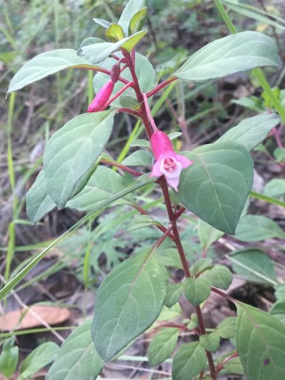 Fuchsia encliandra, photographed by Erick Vélez Sánchez