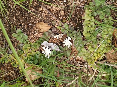 Andrographis serpyllifolia, photographed by Firos AK