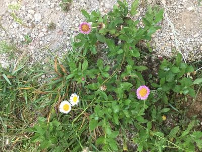 Erigeron longipes, photographed by Erick Vélez Sánchez