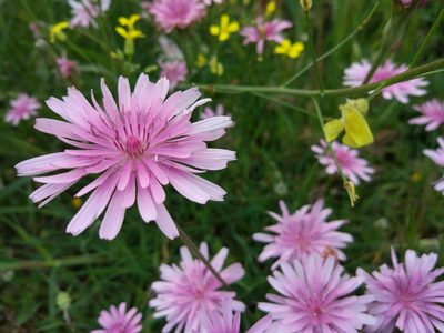 Crepis rubra, photographed by katunchik