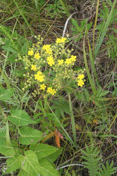 Potentilla chinensis, photographed by Oleg Kosterin