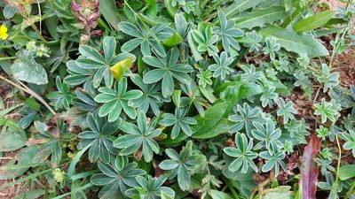 Alchemilla nitida, photographed by Gergely Nigg