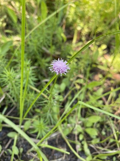 Sclerolepis uniflora, photographed by Bonnie Semmling