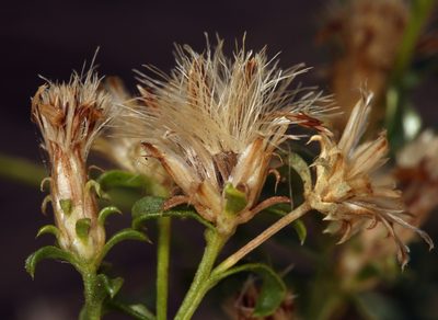 Ericameria gilmanii, photographed by Steve Matson