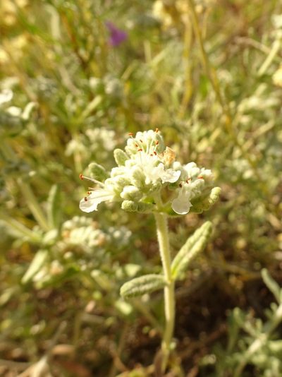 Teucrium dunense, photographed by Thomas Koffel