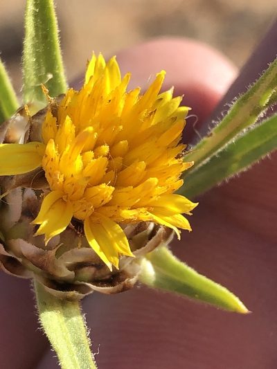 Ondetia linearis, photographed by Dave U