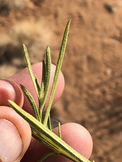 Ondetia linearis, photographed by Dave U