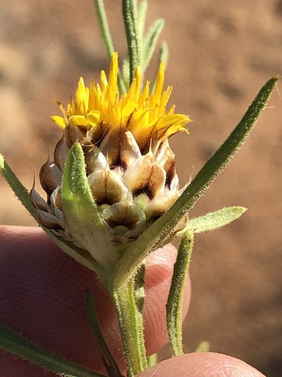 Ondetia linearis, photographed by Dave U
