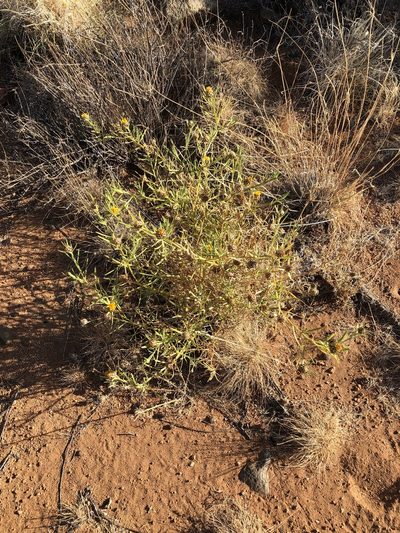 Ondetia linearis, photographed by Dave U