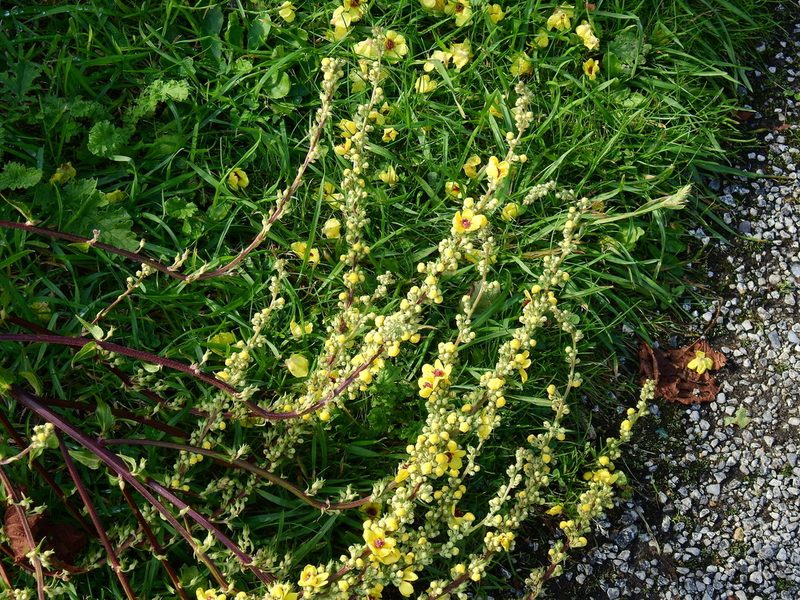 Verbascum chaixii, photographed by Susan Marley