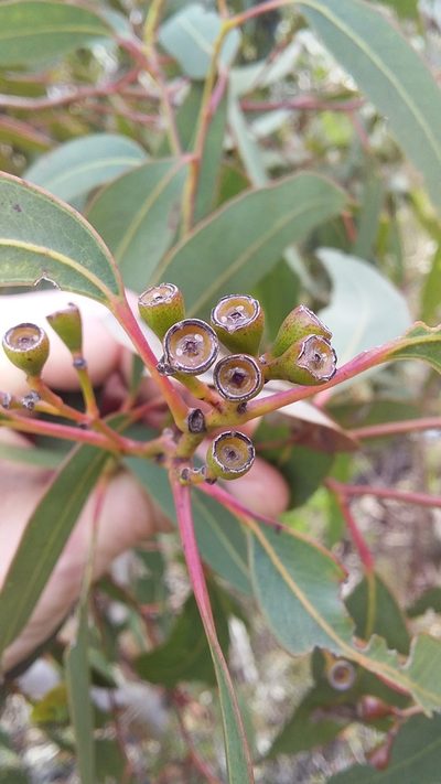 Eucalyptus fasciculosa, photographed by insiderelic