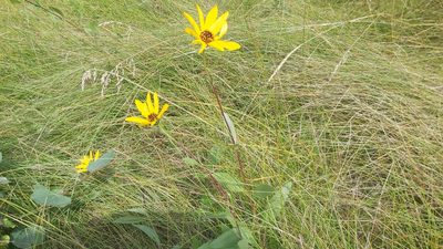 Helianthus pauciflorus, photographed by tonyblake