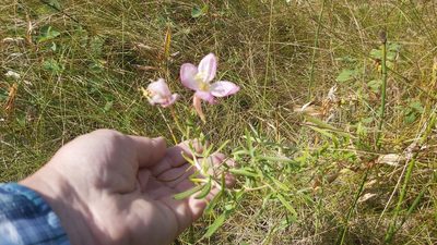 Oenothera nuttallii, photographed by tonyblake