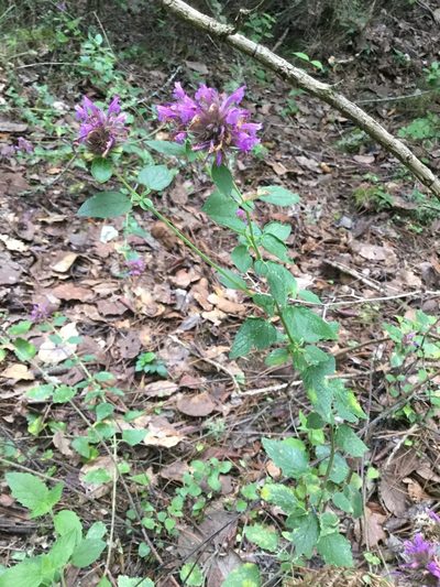 Agastache mexicana, photographed by Erick Vélez Sánchez
