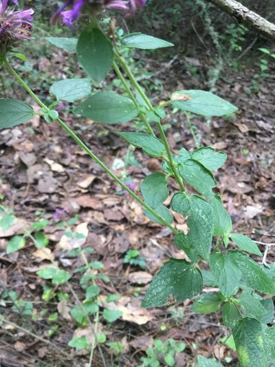 Agastache mexicana, photographed by Erick Vélez Sánchez