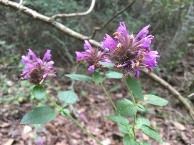 Agastache mexicana, photographed by Erick Vélez Sánchez