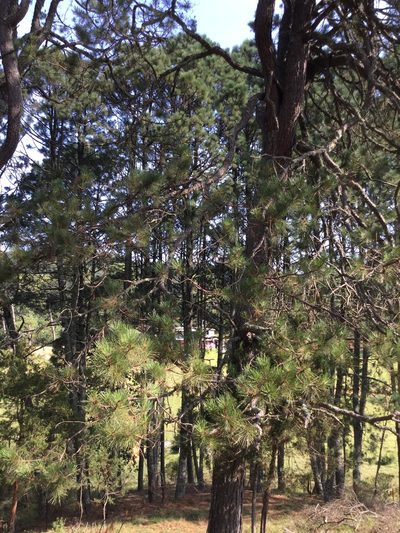Pinus teocote, photographed by Erick Vélez Sánchez