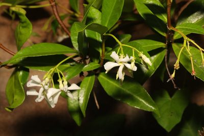 Trachelospermum jasminoides, photographed by Stephen James McWilliam