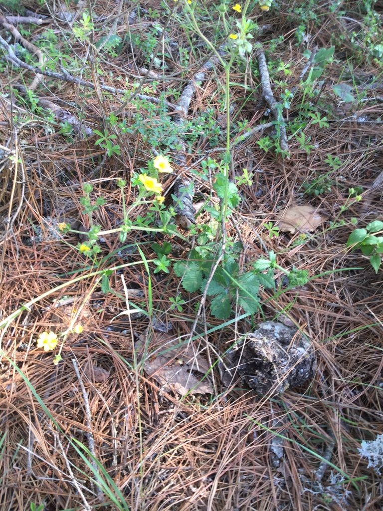Potentilla queretarensis, photographed by Erick Vélez Sánchez