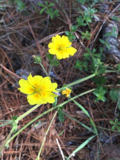 Potentilla queretarensis, photographed by Erick Vélez Sánchez